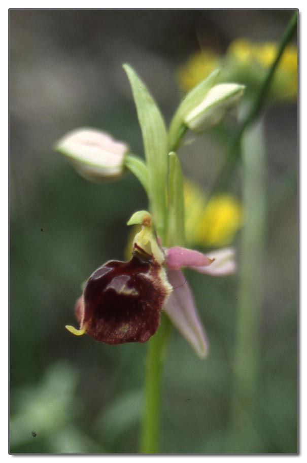 Ophrys biscutella, Ophrys sphegodes
