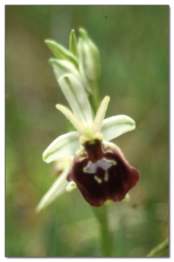 Ophrys biscutella, Ophrys sphegodes