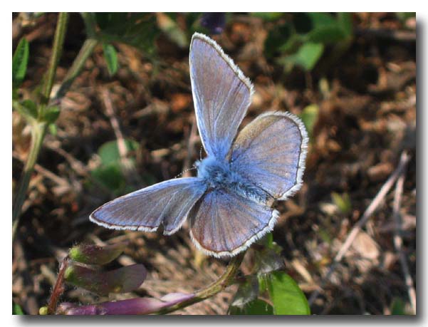 Polyommatus icarus