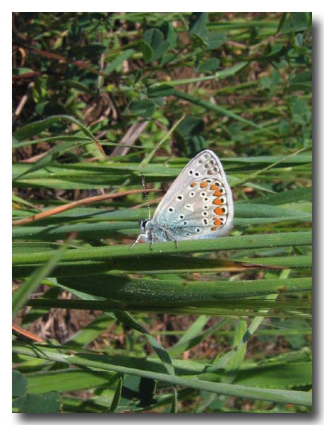 Polyommatus icarus