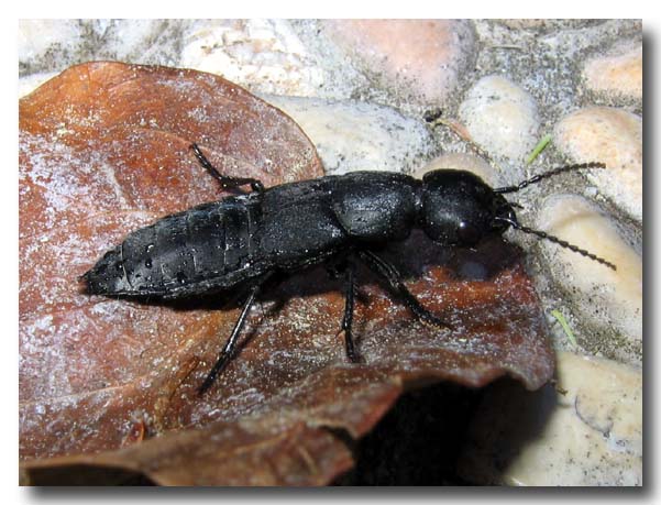 Ocypus olens e O. ophtalmicus