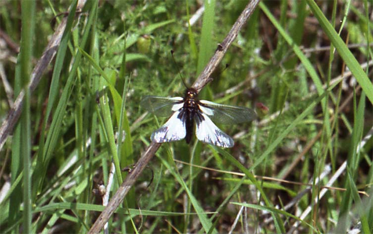 Libelloides coccajus