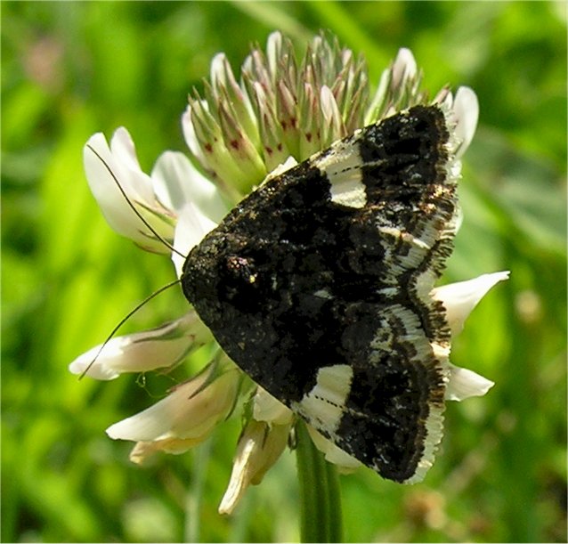 Tyta luctuosa (Lepidottero Nottuide)