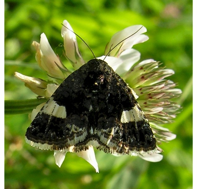 Tyta luctuosa (Lepidottero Nottuide)