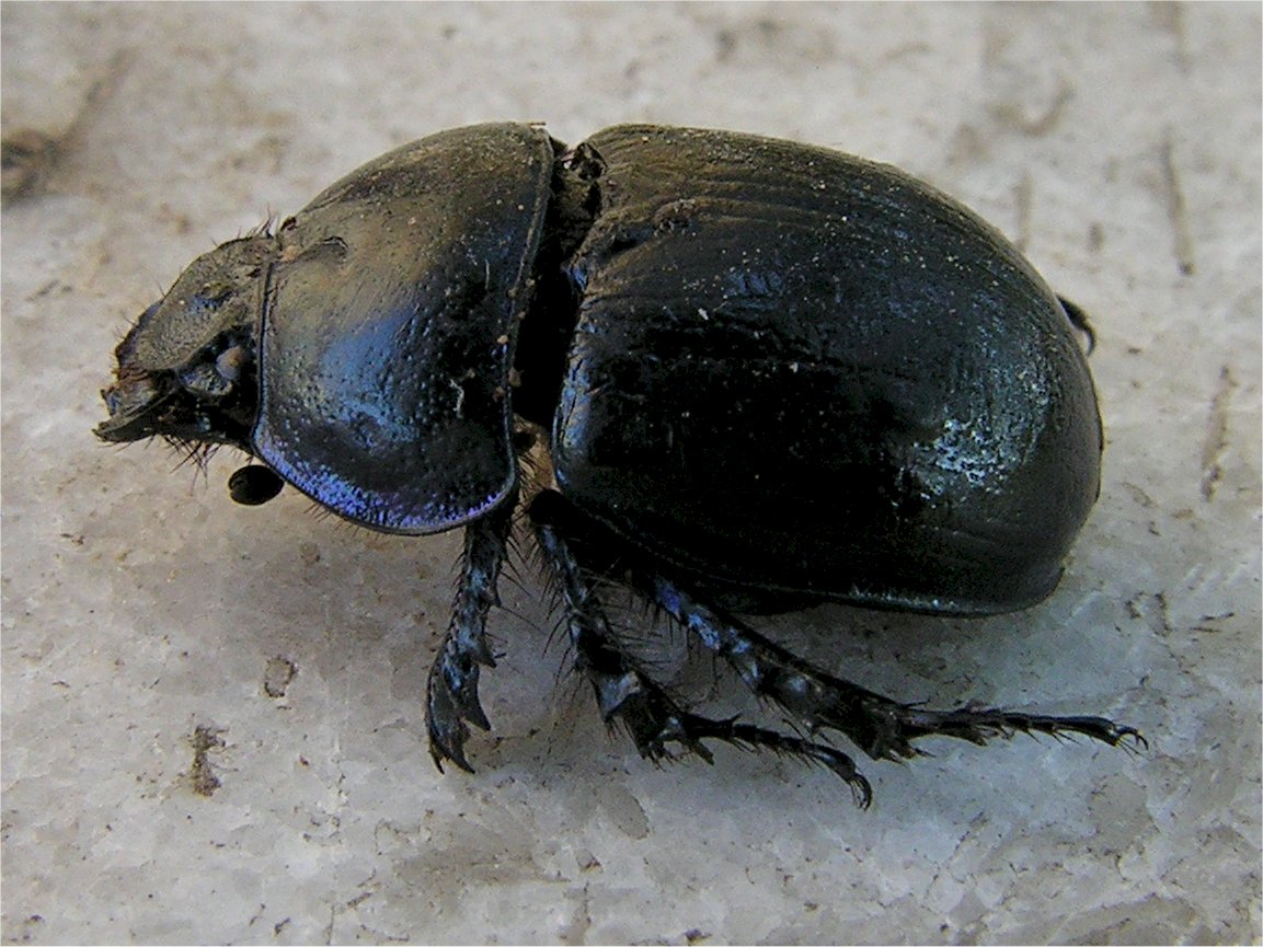 Geotrupidae: Anoplotrupes stercorosus