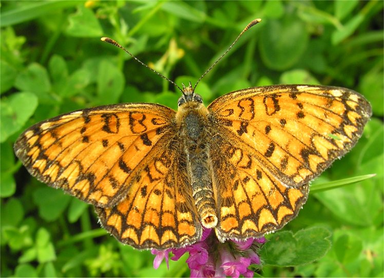 Melitaea phoebe