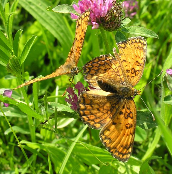 Melitaea phoebe