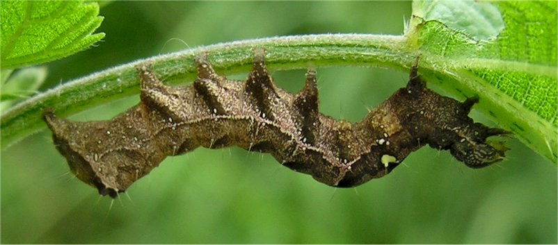 notodontide??? Abrostola triplasia