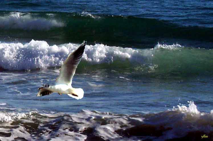 Airone cenerino a pesca