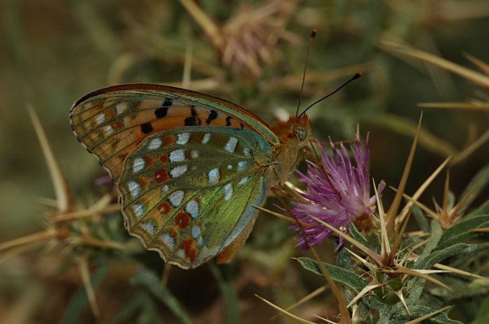 Eublemma ostrina