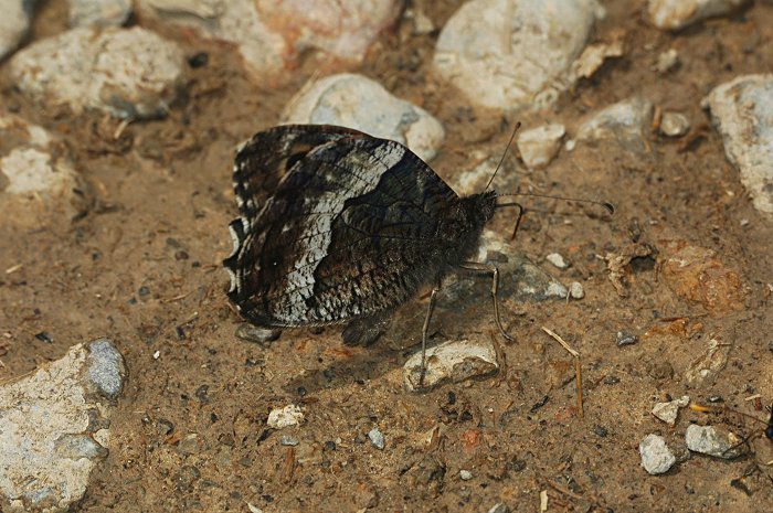 Eublemma ostrina