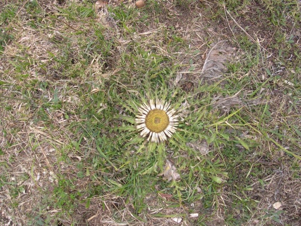 A proposito di Carlina ...