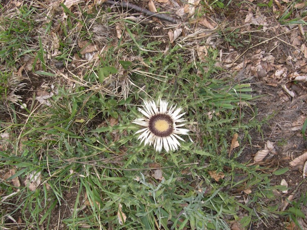 A proposito di Carlina ...