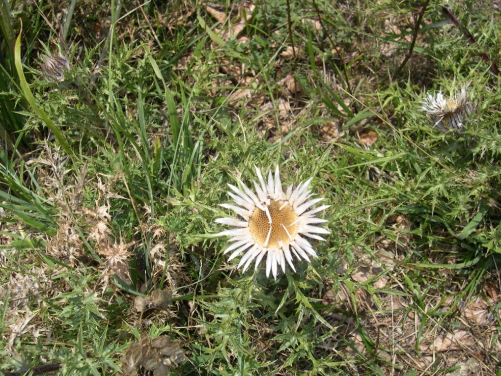 A proposito di Carlina ...