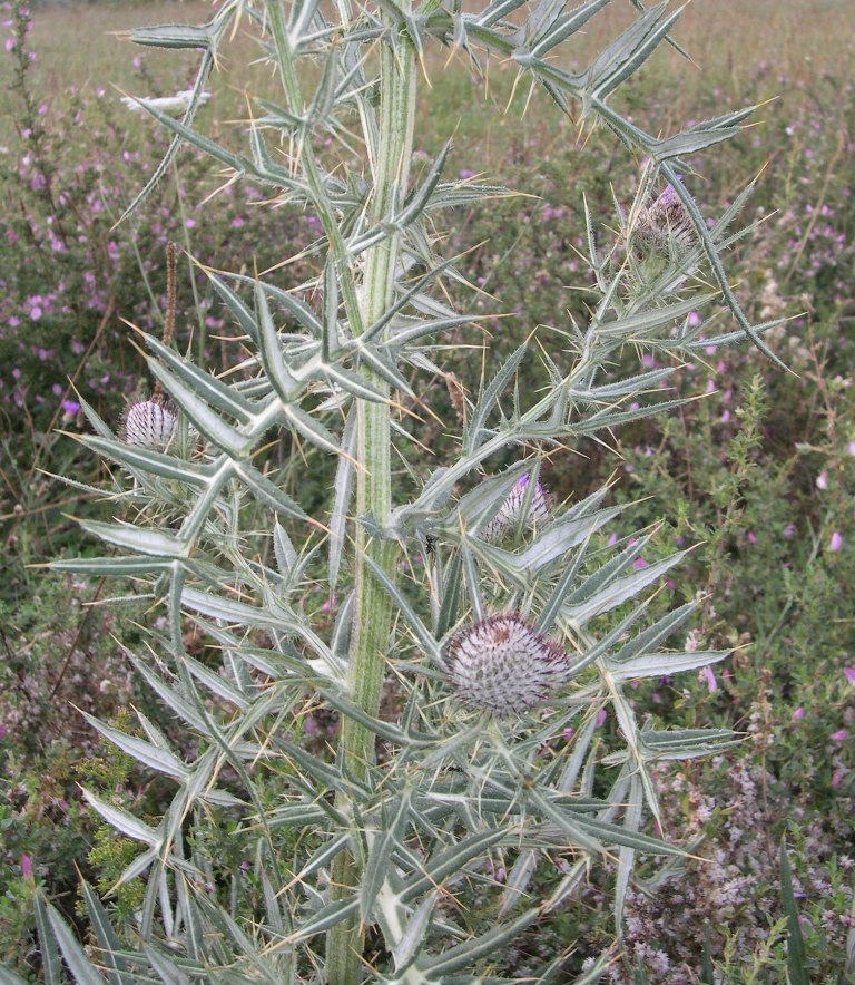 Cirsium tenoreanum / Cardo di Tenore