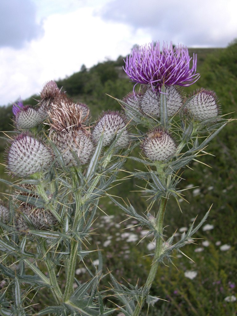 Cirsium tenoreanum / Cardo di Tenore