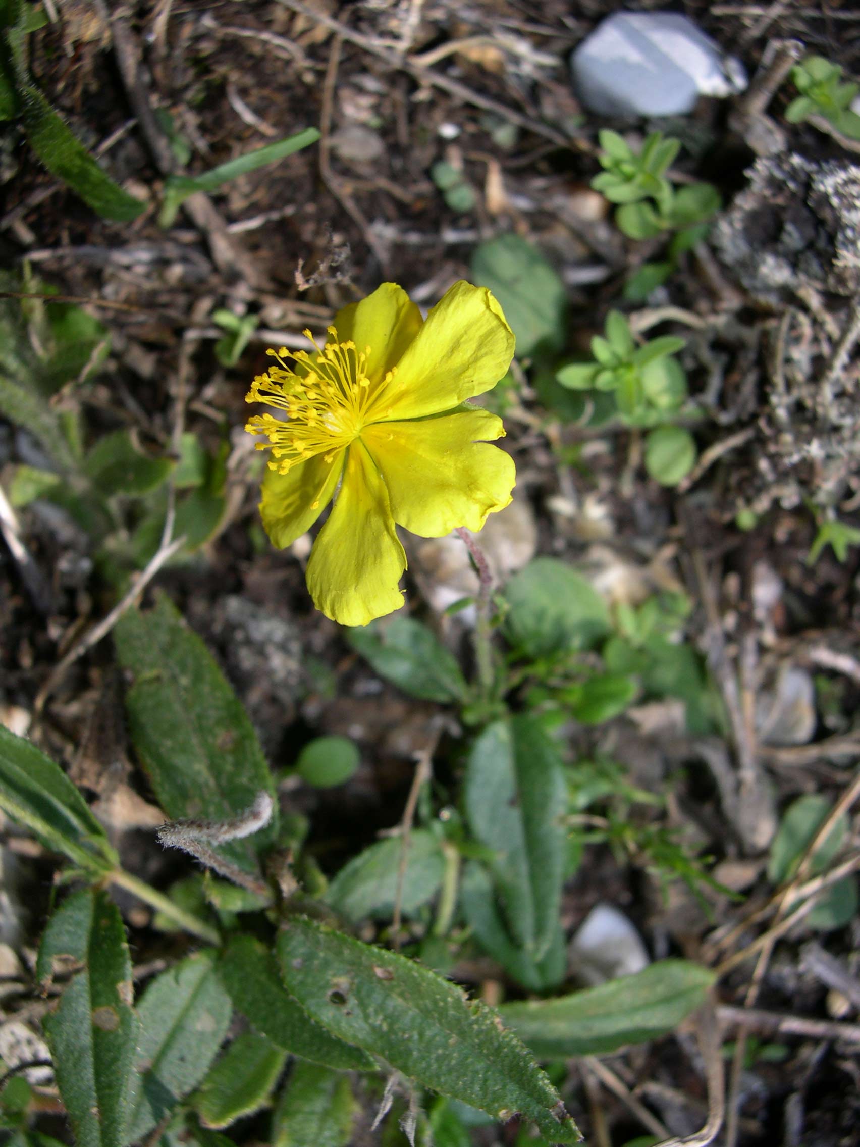 Altro fiore giallo: Helianthemum nummularium