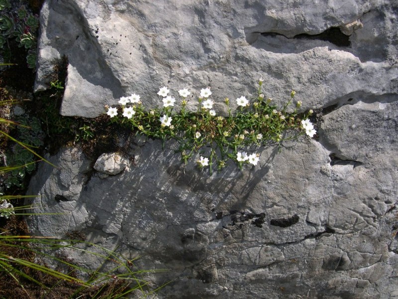 Silene pusilla (=quadridentata) / Silene delle fonti