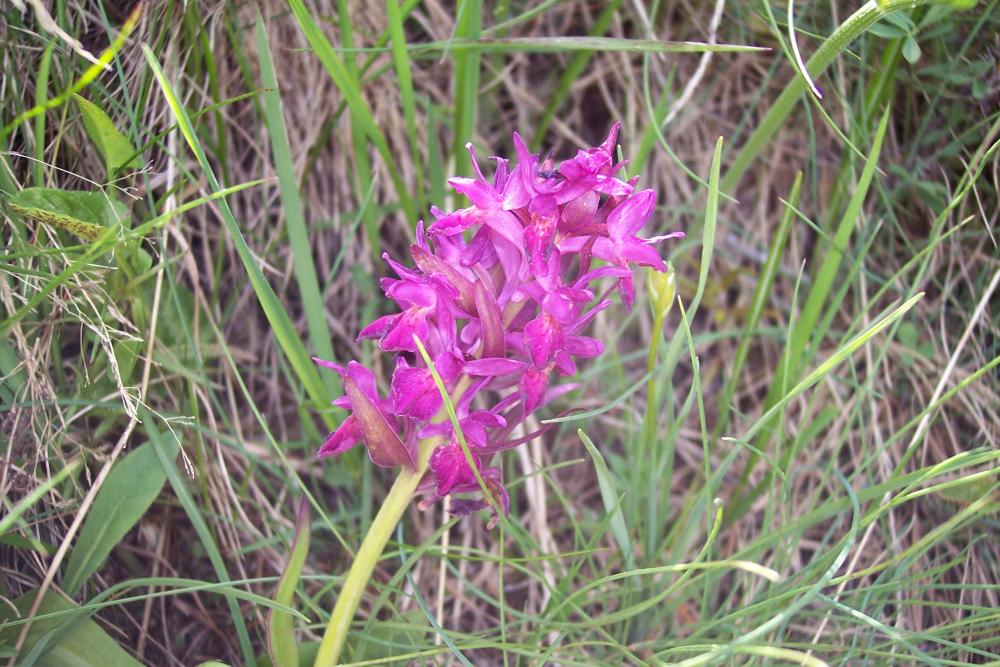 Dactylorhiza sambucina