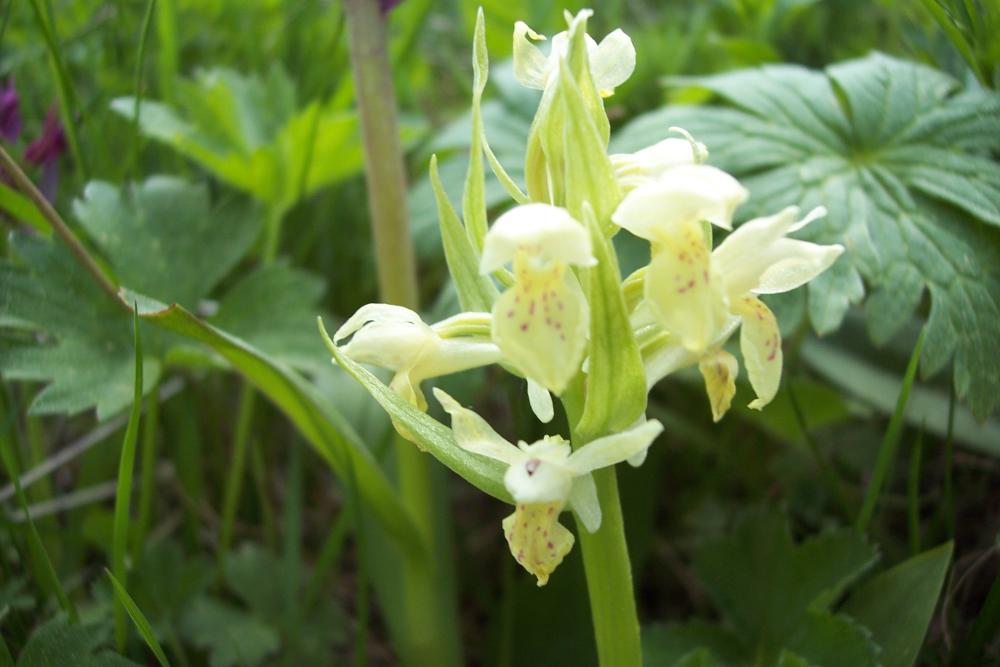 Dactylorhiza sambucina