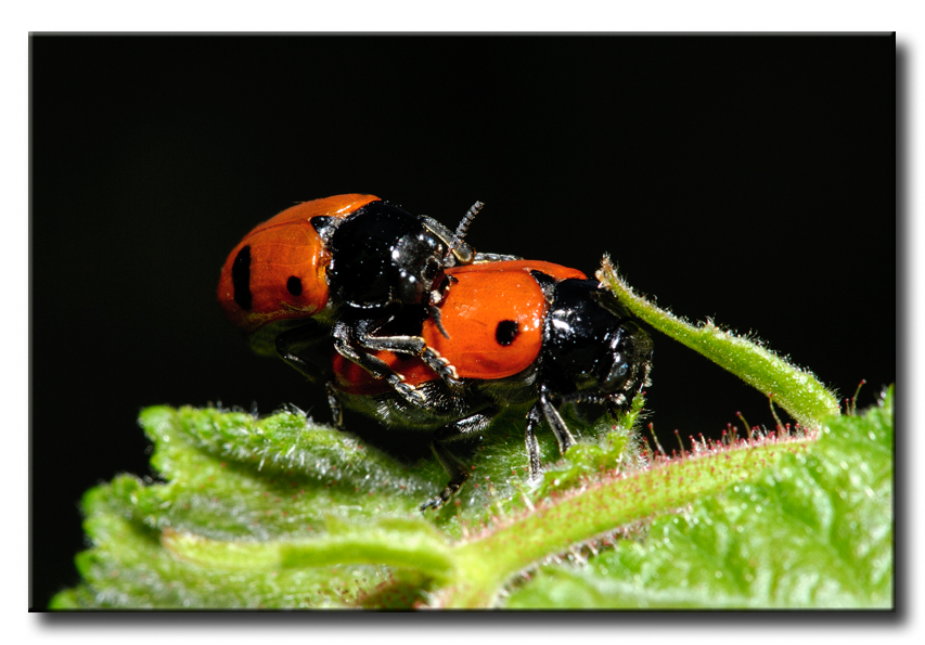 Cosa sono... Clytra laeviuscula