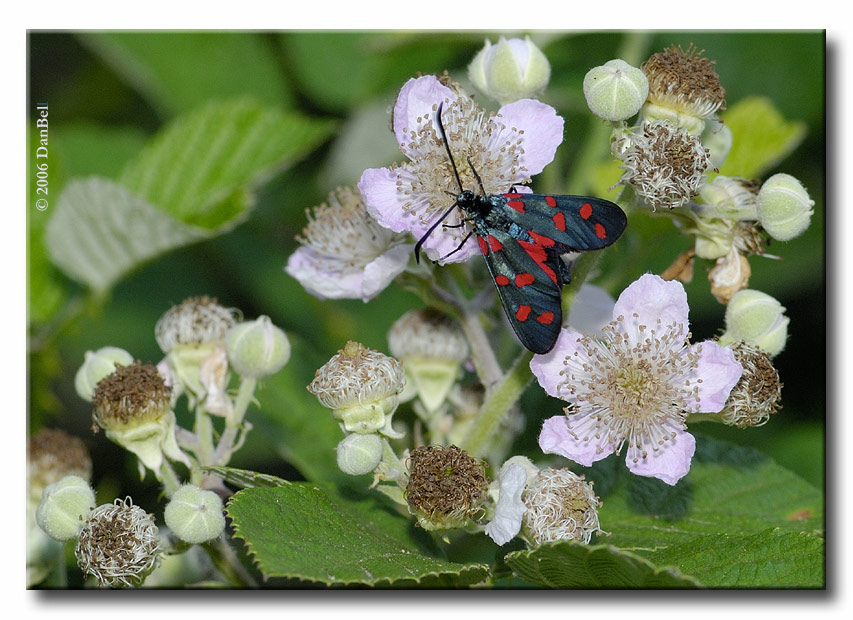 Zygaena transalpina