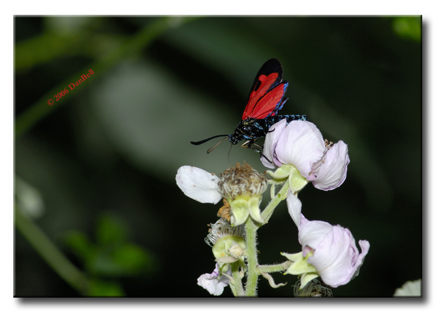 Zygaena transalpina