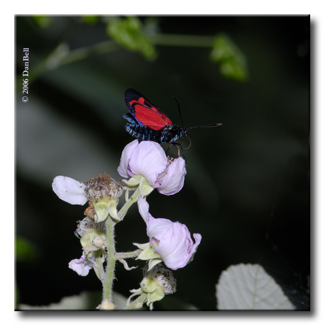 Zygaena transalpina