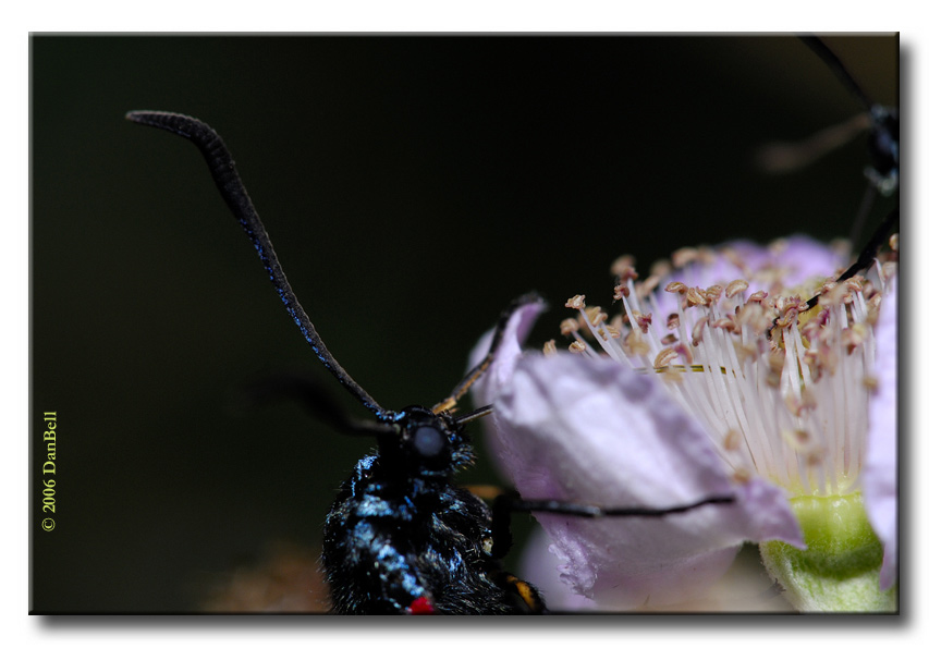 Zygaena transalpina