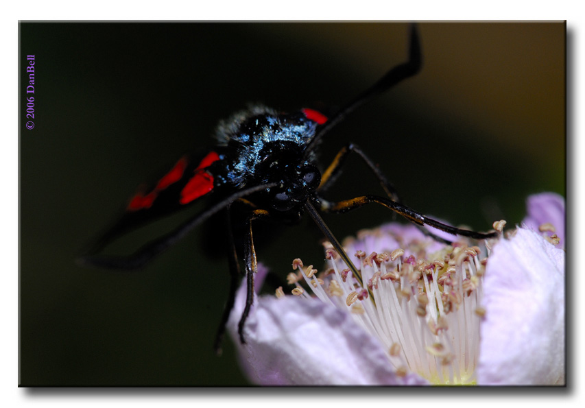 Zygaena transalpina