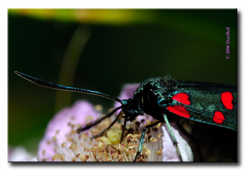 Zygaena transalpina