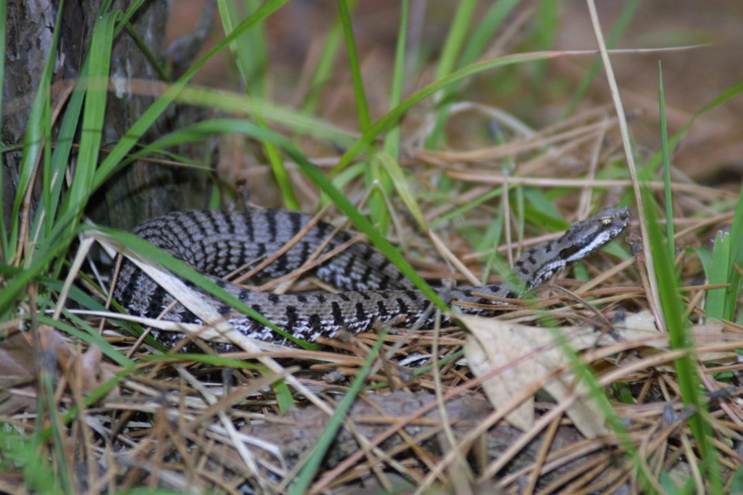 Vipera aspis