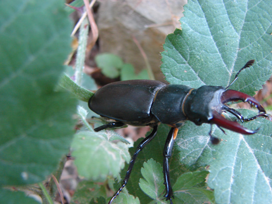 Lucanus cervus