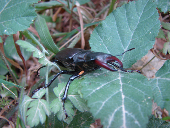 Lucanus cervus