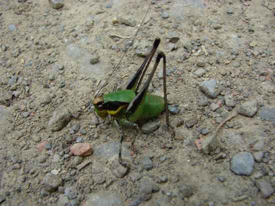 Identificazione cavalletta: Eupholidoptera chabrieri