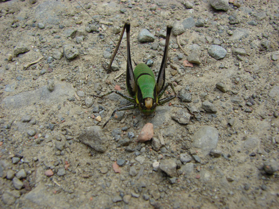 Identificazione cavalletta: Eupholidoptera chabrieri