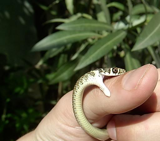 Hierophis viridiflavus