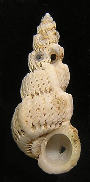 Cirsotrema cochlea alive