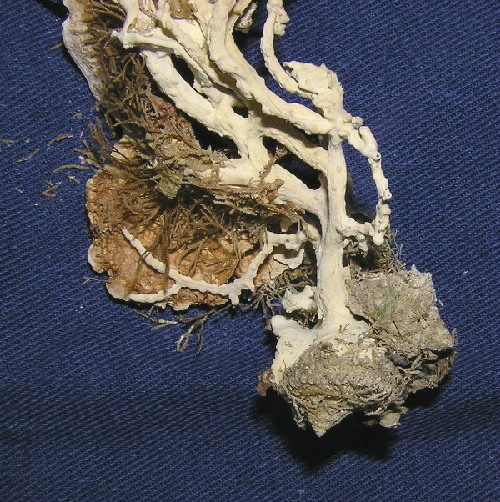 Coralliophila brevis da La Maddalena