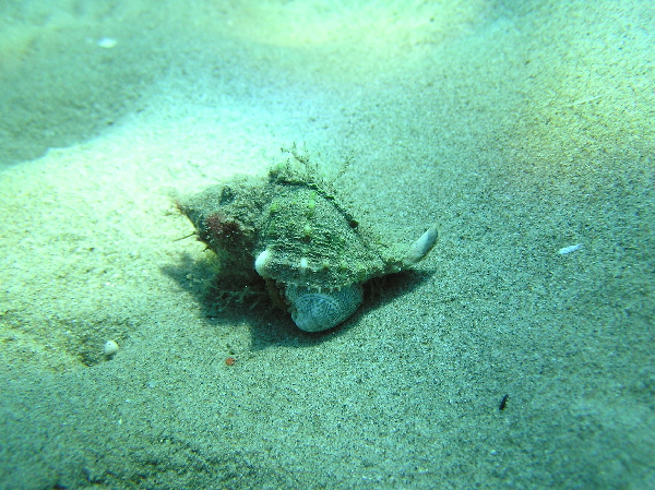 Ocenebra sp.