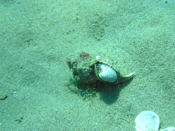 Ocenebra sp.