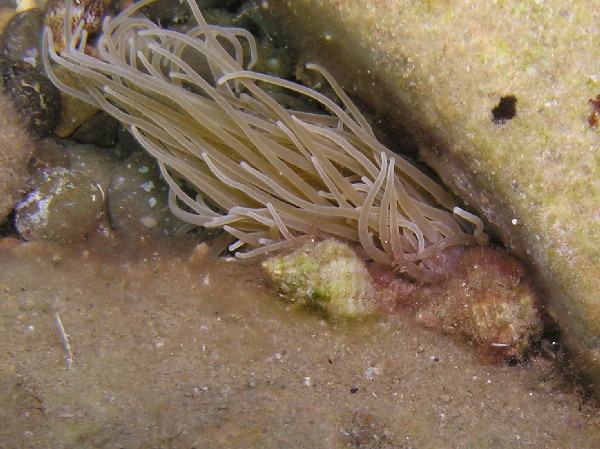 Coralliophila brevis da La Maddalena