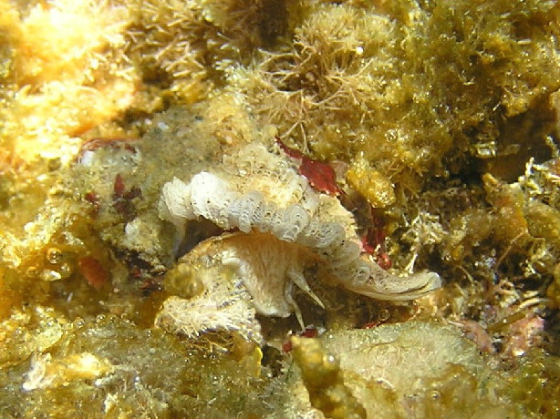 Ocenebra sp.