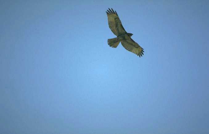 Poiana - Buteo buteo
