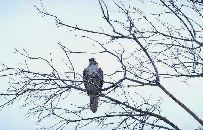 Poiana - Buteo buteo
