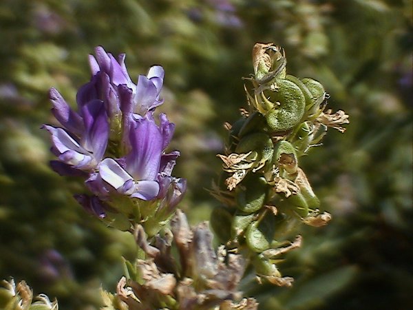 Medicago sativa / Erba medica