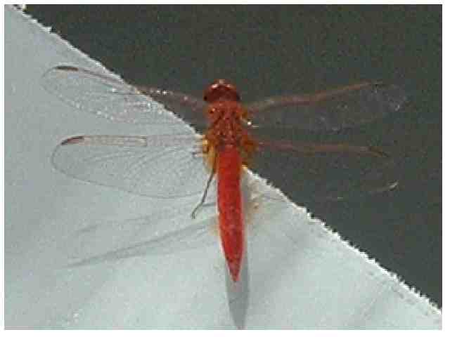 Crocothemis erythraea