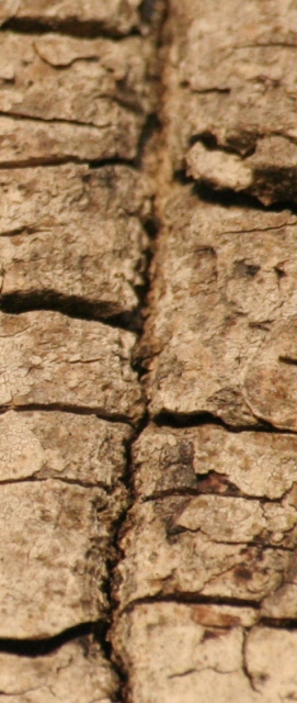 particolari