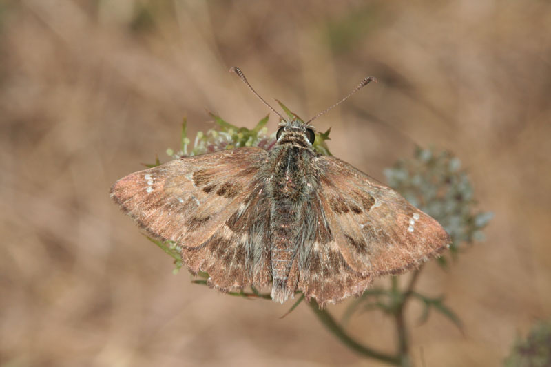 Carcharodus alceae