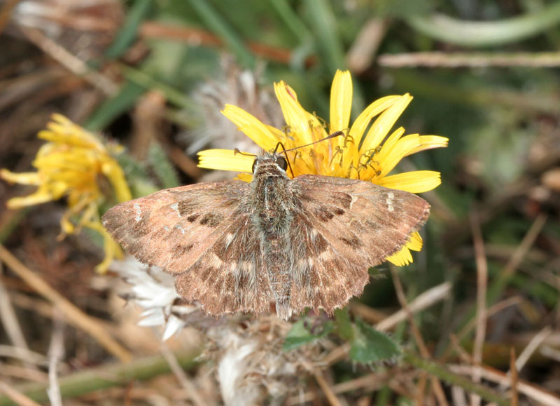 Carcharodus alceae